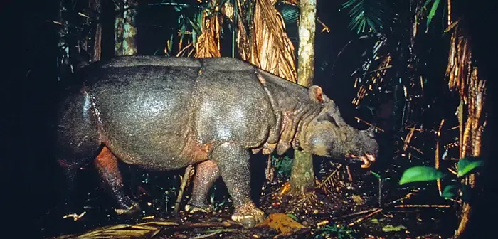 Javan Rhino by Mike Griffit WWF
