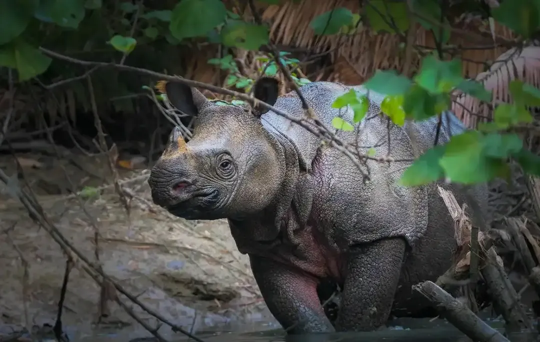 Javan Rhino (Rhinoceros)