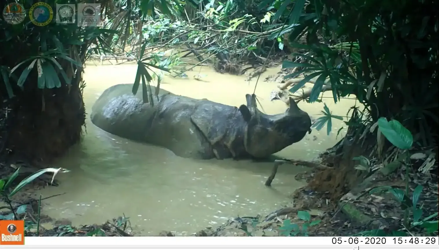javan rhino